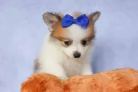 Evan🐶, a male Pomeranian for sale in Fresno, OH – 3 of 10