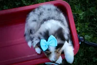 Graham🐾, a male Miniature Aussiedoodle for sale in Fresno, OH – 5 of 9