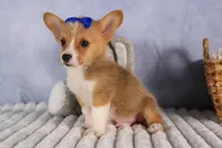  Charlie🐾, a male Pembroke Welsh Corgi for sale in Fresno, OH – 8 of 9