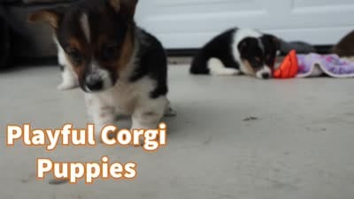 Ariel 🥰, a female Pembroke Welsh Corgi for sale in Fresno, OH – 10 of 10
