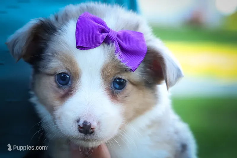 Gloria💗 – Miniature Aussiedoodle puppy for sale in Fresno, OH