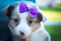 Gloria💗, a female Miniature Aussiedoodle for sale in Fresno, OH – 4 of 10