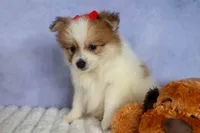 Eric🐾, a male Pomeranian for sale in Fresno, OH – 2 of 10