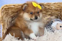 Farris, a male Pomeranian for sale in Fresno, OH – 7 of 10