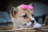 Shelby 💗, a female Pembroke Welsh Corgi for sale in Fresno, OH – 6 of 10