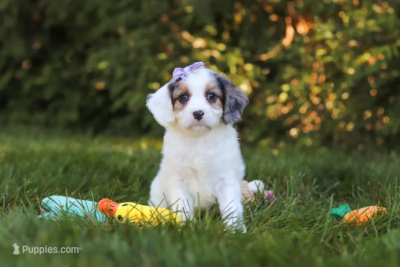 Ivory Rose 💕 – Cavapoo puppy for sale in Fresno, OH