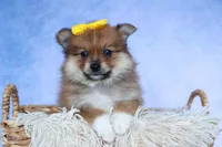 Farris, a male Pomeranian for sale in Fresno, OH – 9 of 10