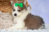 Ernie🐾, a male Pomeranian for sale in Fresno, OH – 8 of 8
