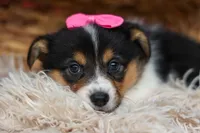 Annabelle🎀, a female Pembroke Welsh Corgi for sale in Fresno, OH – 3 of 9