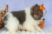 Easton🐾, a male Pomeranian for sale in Fresno, OH – 3 of 9