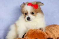 Eric🐾, a male Pomeranian for sale in Fresno, OH – 4 of 10
