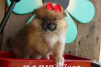 Fabio, a male Pomeranian for sale in Fresno, OH – 6 of 9