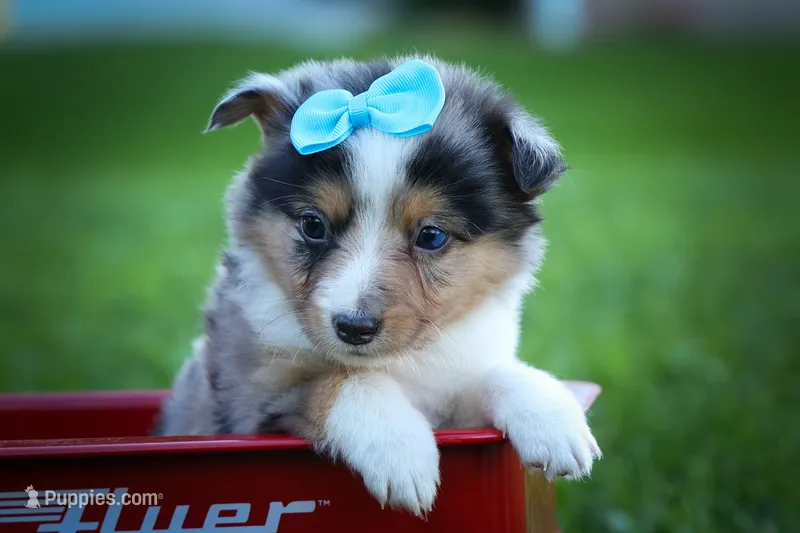 Graham🐾 – Miniature Aussiedoodle puppy for sale in Fresno, OH