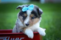 Graham🐾, a male Miniature Aussiedoodle for sale in Fresno, OH – 4 of 9