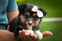 Goldie Mae🎀, a female Miniature Aussiedoodle for sale in Fresno, OH – 9 of 10