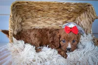 Kristina💗, a female Cavapoo for sale in Fresno, OH – 6 of 9