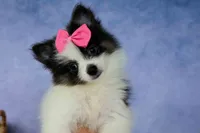 Estella🎀, a female Pomeranian for sale in Fresno, OH – 3 of 9