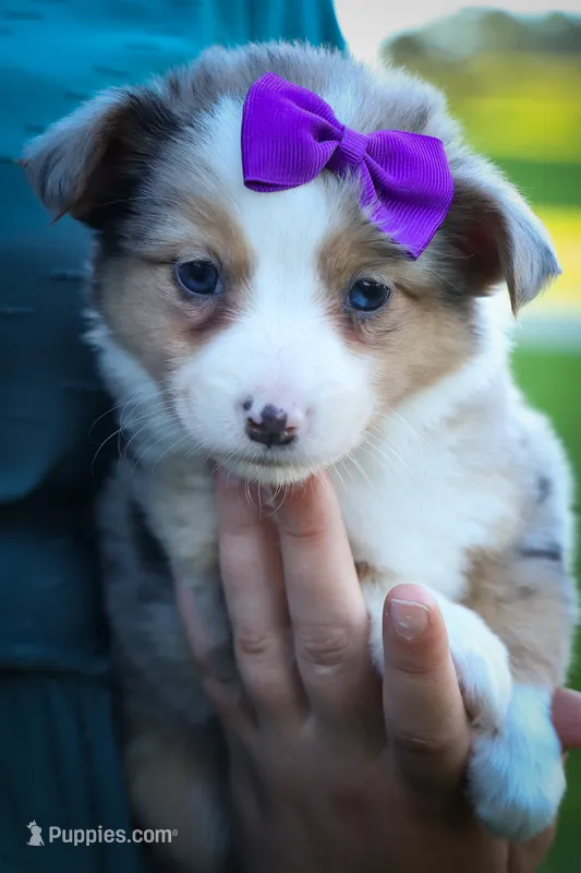 Gloria💗 – Miniature Aussiedoodle puppy for sale in Fresno, OH