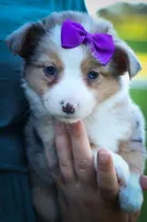 Gloria💗, a female Miniature Aussiedoodle for sale in Fresno, OH – 1 of 10