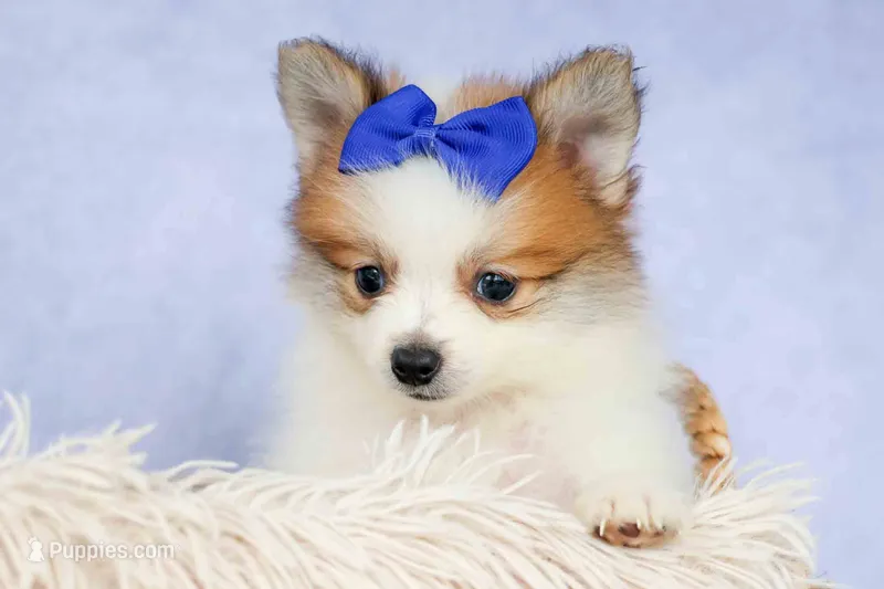 Evan🐶 – Pomeranian puppy for sale in Fresno, OH