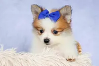 Evan🐶, a male Pomeranian for sale in Fresno, OH – 9 of 10