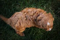 Kristina💗, a female Cavapoo for sale in Fresno, OH – 7 of 9