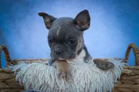Poppy🎀, a female Frenchton for sale in Fresno, OH – 2 of 9
