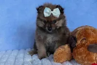 Flynn, a male Pomeranian for sale in Fresno, OH – 4 of 10