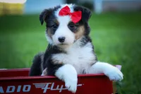 Goose🐶, a male Miniature Aussiedoodle for sale in Fresno, OH – 4 of 7