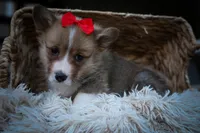 Scotty🐾, a male Pembroke Welsh Corgi for sale in Fresno, OH – 5 of 10