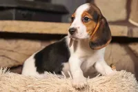 Dottie🎀, a male Beagle for sale in Fresno, OH – 9 of 10
