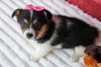 Annabelle🎀, a female Pembroke Welsh Corgi for sale in Fresno, OH – 4 of 9