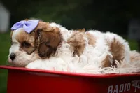 Hallie💗, a female Cavachon for sale in Fresno, OH – 7 of 10