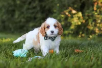 Ike🦴, a male Cavapoo for sale in Fresno, OH – 3 of 6