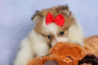 Eric🐾, a male Pomeranian for sale in Fresno, OH – 3 of 10