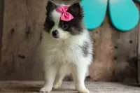 Estella🎀, a female Pomeranian for sale in Fresno, OH – 9 of 9
