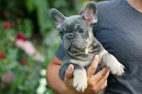  Mateo🐾🐶, a male French Bulldog for sale in Fresno, OH – 5 of 8
