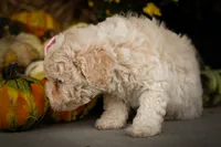  Jett 🦴, a male Poodle - Miniature  for sale in Fresno, OH – 5 of 10
