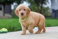 Edison 🐾, a male Golden Retriever for sale in Fresno, OH – 6 of 9