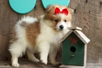 Eric🐾, a male Pomeranian for sale in Fresno, OH – 9 of 10
