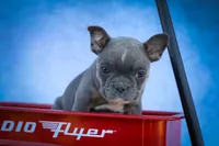 Poppy🎀, a female Frenchton for sale in Fresno, OH – 7 of 9