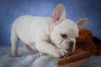 Tansy🎀(two blue eyes), a female French Bulldog for sale in Fresno, OH – 3 of 10