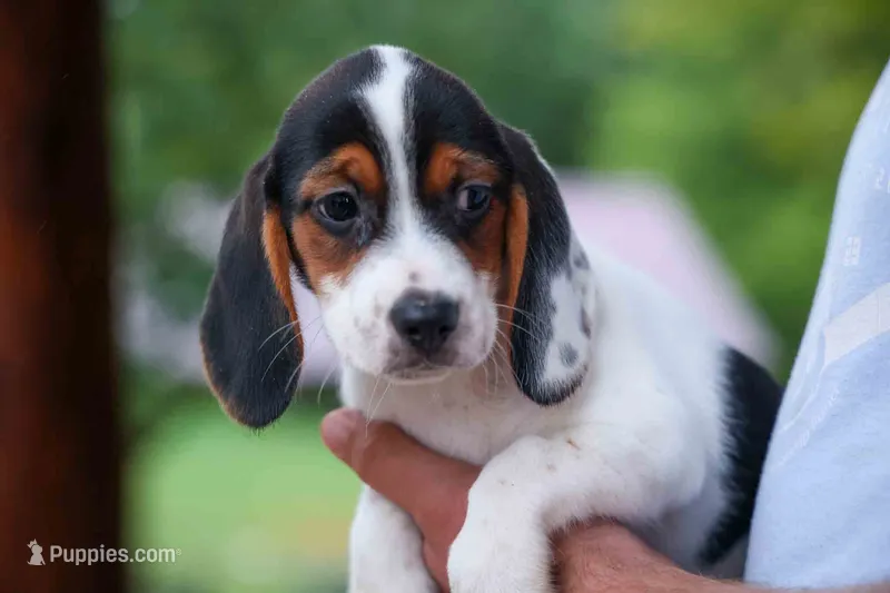 Dolly💗 – Beagle puppy for sale in Fresno, OH