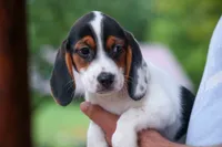 Dolly💗, a male Beagle for sale in Fresno, OH – 1 of 10