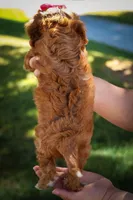 Katie🎀, a female Cavapoo for sale in Fresno, OH – 9 of 10