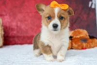 Audrey🦴, a female Pembroke Welsh Corgi for sale in Fresno, OH – 6 of 8