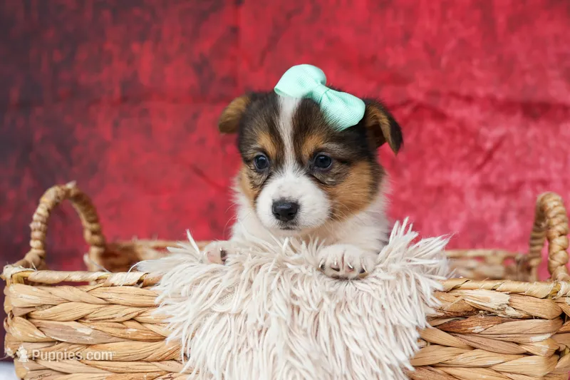  Amara💕 – Pembroke Welsh Corgi puppy for sale in Fresno, OH