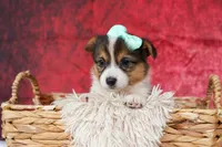  Amara💕, a female Pembroke Welsh Corgi for sale in Fresno, OH – 1 of 10