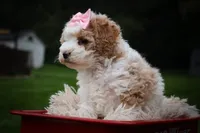 Hailey🎀, a female Cavachon for sale in Fresno, OH – 8 of 10