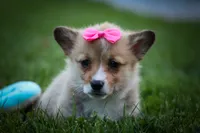 Shelby 💗, a female Pembroke Welsh Corgi for sale in Fresno, OH – 5 of 10